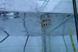 Read more about the article Archer Fish Laboratory