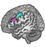 1  morphology f